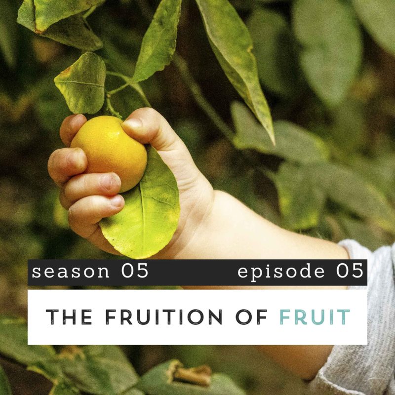 Child's hand grasping a lemon still hanging on the tree. The Fruition of Fruit. S05E05